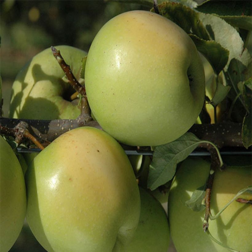Apfelbaum Golden Delicious - Malus domestica (Harvest)