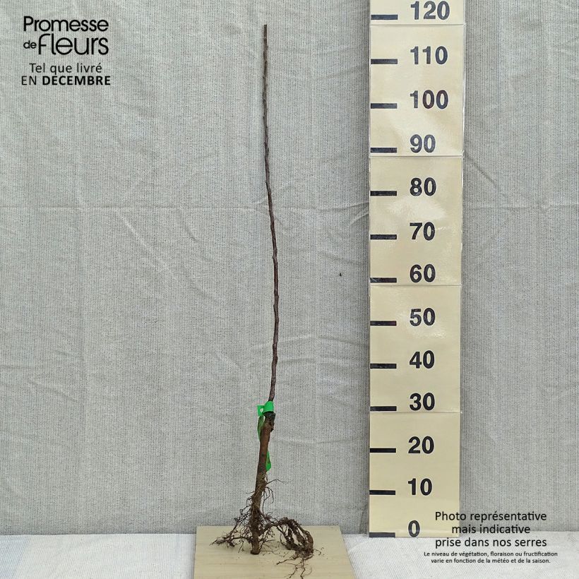 Example of Bio Goldparmäne Apfelbaum as you get in hiver