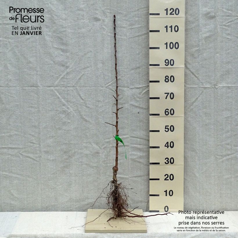Exemplar von Apfelbaum Reinette Grand-mère Bio - Malus domestica Wurzelnackt, Heister wie im Winter geliefert