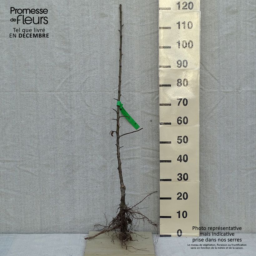 Exemplar von Apfelbaum Granny Smith - Malus domestica Wurzelnackt, Heister wie im Winter geliefert