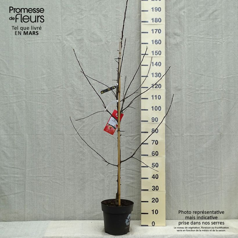 Exemplar von Apfelbaum Gravenstein - Malus domestica Topf mit 7,5L/10L, Gobelet-Form wie im Frühjahr geliefert