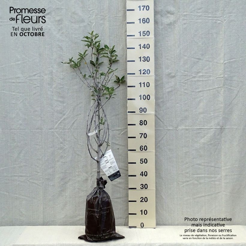 Exemplar von Apfelbaum Harmonie - Malus domestica Ballenware "Fertig-zum-Pflanzen", Gobelet-Form wie im Herbst geliefert