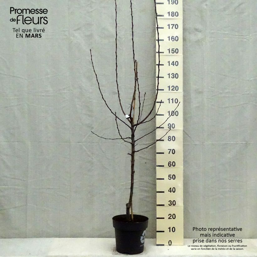 Exemplar von Apfelbaum James Grieve - Malus domestica Topf mit 7,5L/10L, Gobelet-Form wie im Frühjahr geliefert