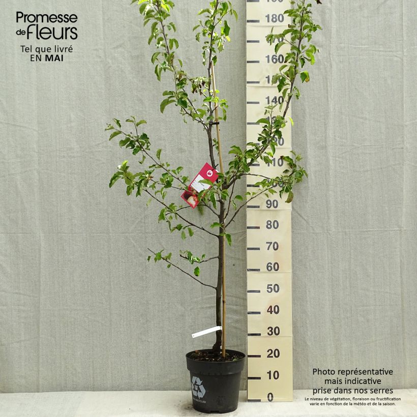Exemplar von Apfelbaum Jonagold - Malus domestica Topf mit 7,5L/10L, Gobelet-Form wie im Frühjahr geliefert