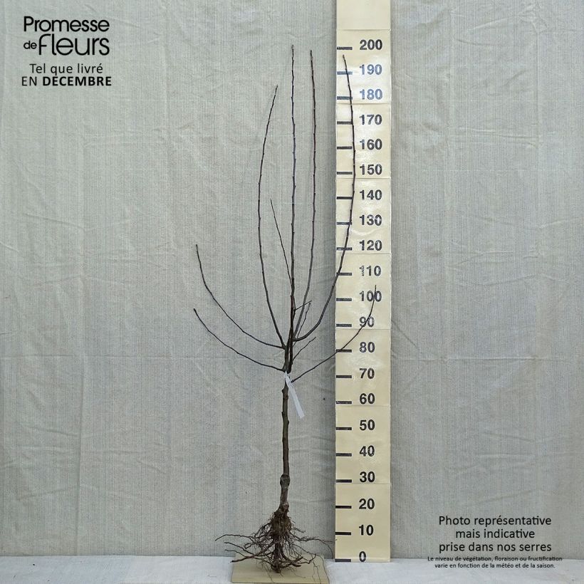 Exemplar von Apfelbaum Jonathan - Malus domestica Wurzelnackt, Halbstamm wie im Winter geliefert