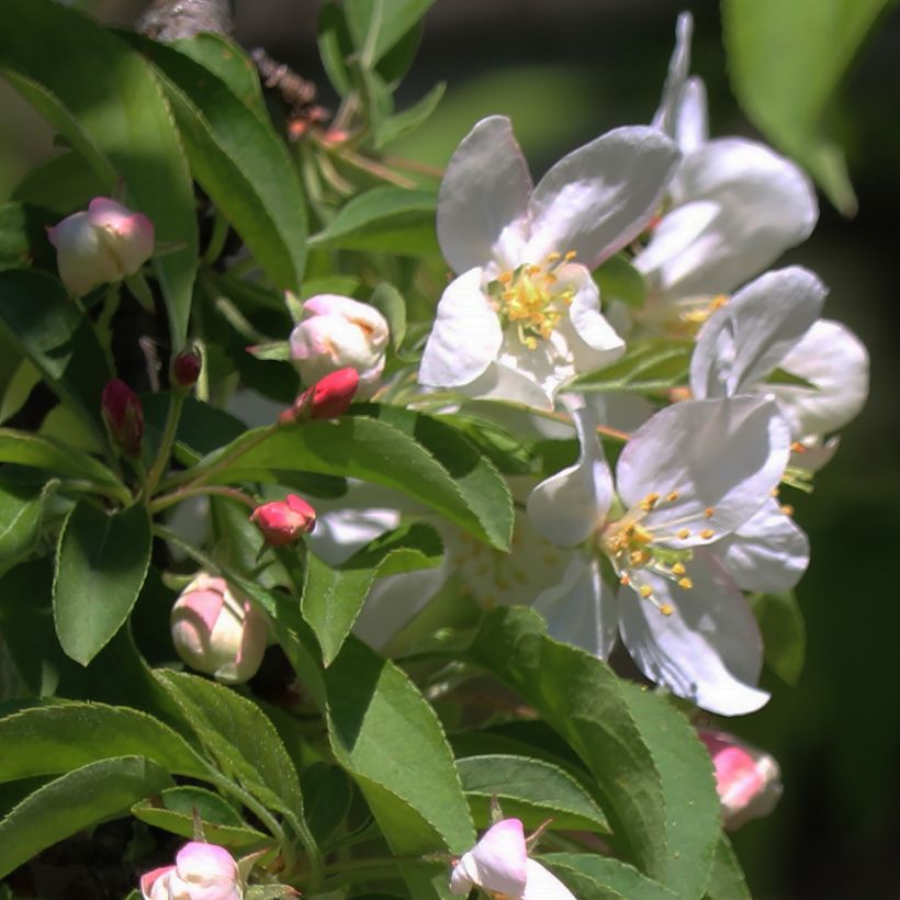 Zierapfel Sugar Tyme - Malus (Flowering)