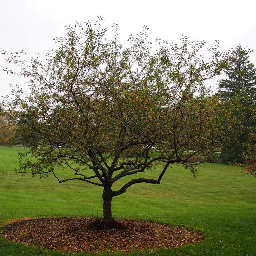Zierapfel Sugar Tyme - Malus (Plant habit)