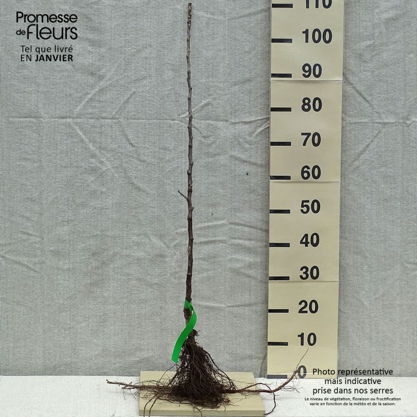 Example of Apfelbaum Braeburn - Malus domestica Wurzelnackt, Heister as you get in hiver