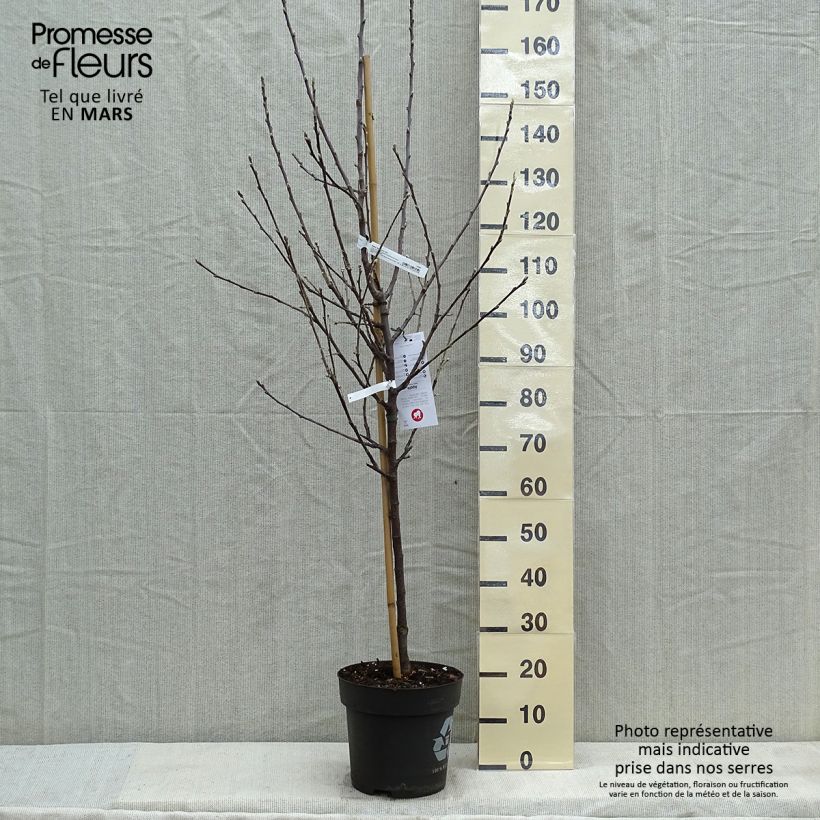 Example of Apfelbaum Braeburn - Malus domestica Topf mit 7,5L/10L, Gobelet-Form as you get in printemps