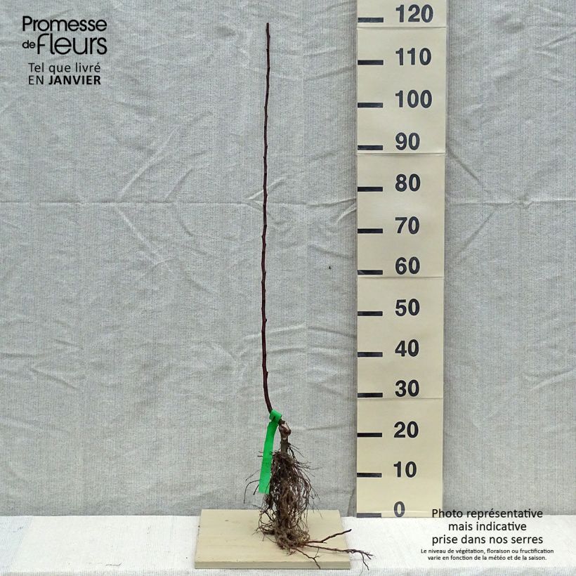 Exemplar von Apfelbaum Melrose - Malus domestica Wurzelnackt, Heister wie im Winter geliefert
