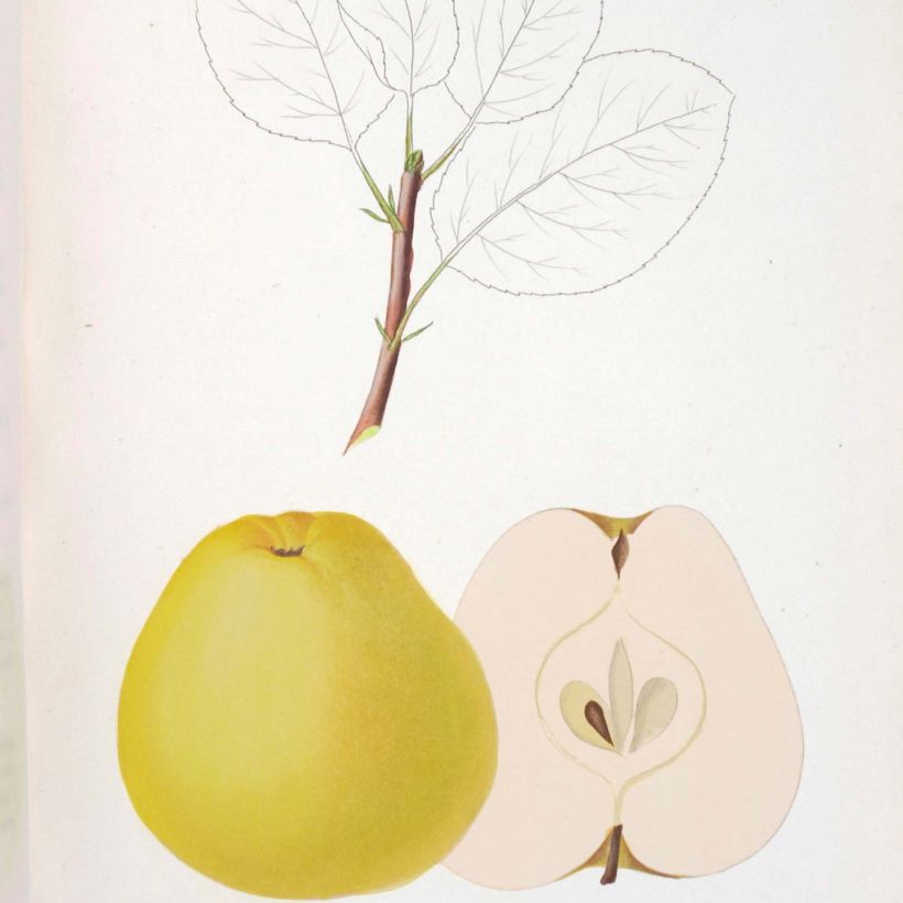 Apfelbaum Museau de Lièvre - Malus domestica (Harvest)
