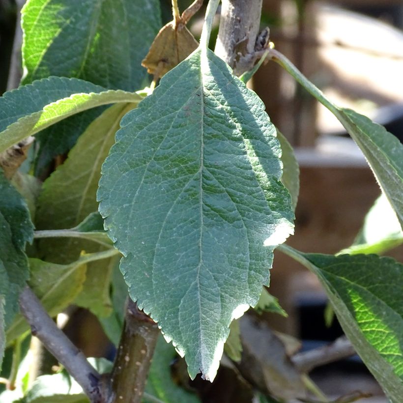 Apfelbaum Museau de Lièvre - Malus domestica (Foliage)