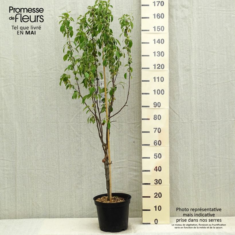 Example of Apfelbaum Museau de Lièvre - Malus domestica Topf mit 7,5L/10L, Gobelet-Form as you get in printemps