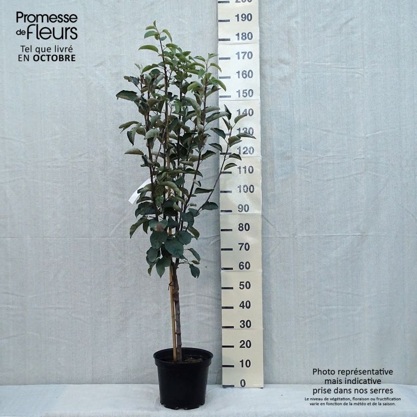 Example of Apfelbaum Patte de Loup - Malus domestica Topf mit 7,5L/10L, Gobelet-Form as you get in automne