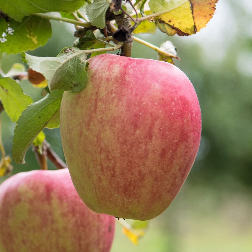 Apfelbaum Pigeonnet de Jerusalem Bio - Malus domestica (Ernte)