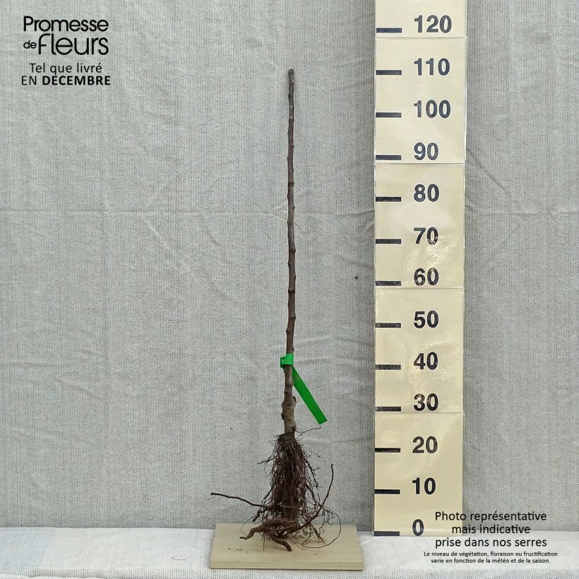 Example of Apfelbaum Rambour d'Hiver - Malus domestica Wurzelnackt, Heister as you get in hiver