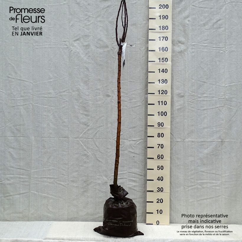Exemplar von Pommier Rambour d'Hiver  Motte "Prêt-à-planter", Demi-Tige wie im Winter geliefert