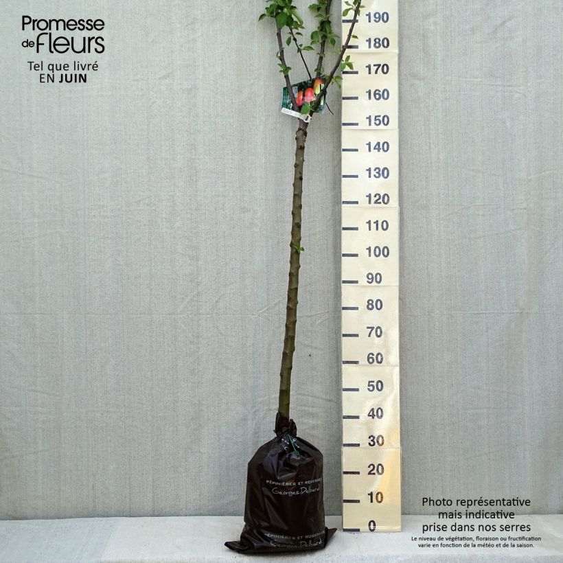 Example of Apfelbaum Rambour d'Hiver - Malus domestica Plug "Fertig-zum-Pflanzen", Halbstamm as you get in printemps