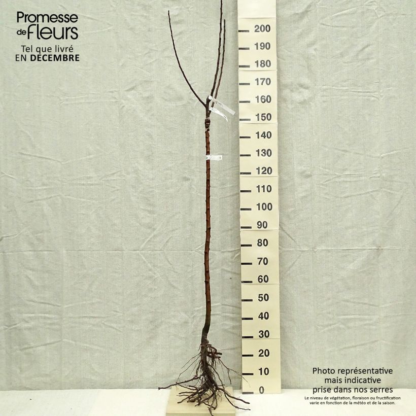 Example of Apfelbaum Rambour d'Hiver - Malus domestica Wurzelnackt, Halbstamm as you get in hiver