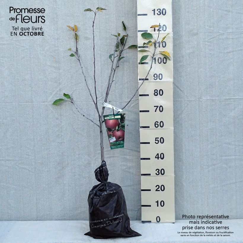 Exemplar von Apfelbaum Regali - Malus domestica Ballenware "Fertig-zum-Pflanzen", Gobelet-Form wie im Herbst geliefert