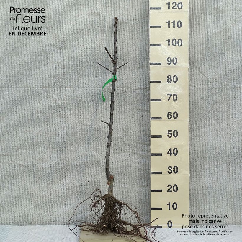 Example of Goldparmäne Reine des Reinettes Bio - Malus domestica Wurzelnackt, Heister as you get in hiver