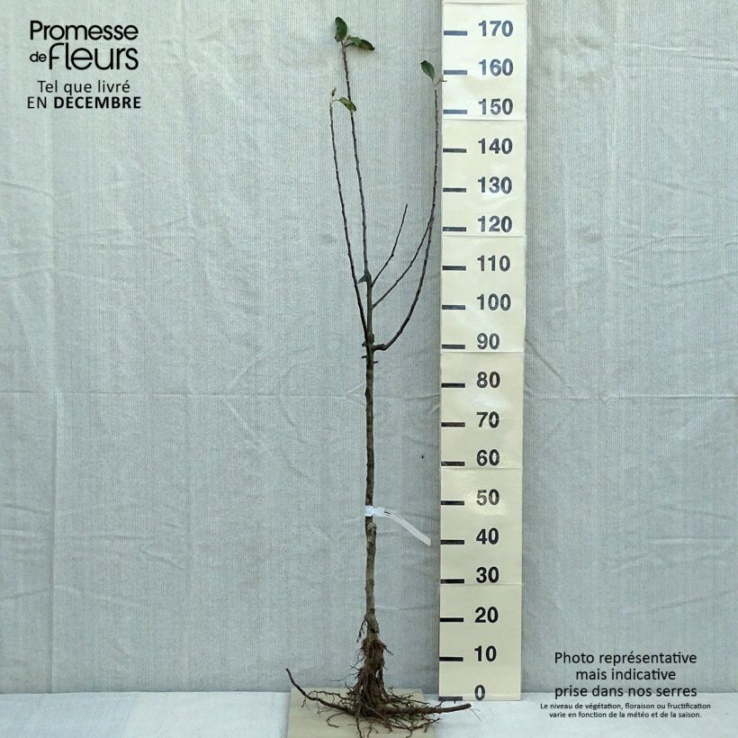 Example of Goldparmäne Reine des Reinettes - Malus domestica Wurzelnackt, Gobelet-Form as you get in hiver