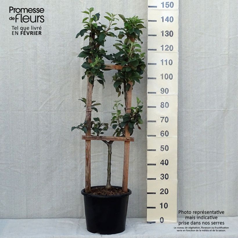 Exemplar von Goldparmäne Reine des Reinettes - Malus domestica Topf mit 12L/15L, Spalierobst einfach U-Form wie im Herbst geliefert