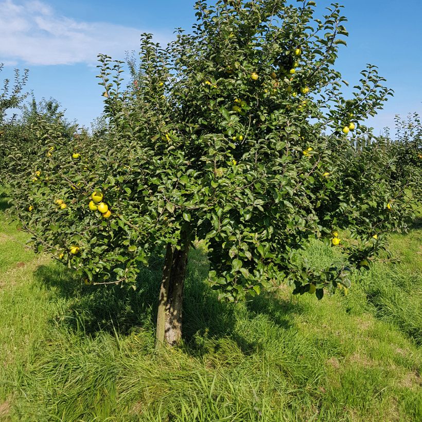 Apfelbaum Reinette Blanche du Canada - Malus domestica (Wuchs)