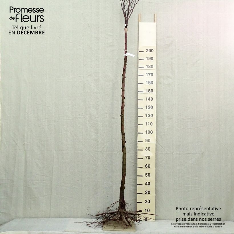 Example of Apfelbaum Reinette De France - Malus domestica Wurzelnackt, Hochstamm as you get in hiver