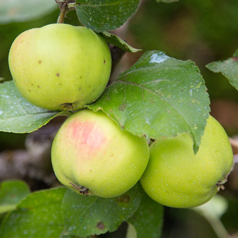 Apfelbaum Reinette d'Anjou Bio - Malus domestica (Ernte)