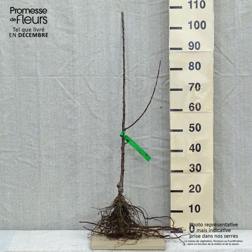 Exemplar von Apfelbaum Reinette d'Anjou Bio - Malus domestica Wurzelnackt, Heister wie im Winter geliefert
