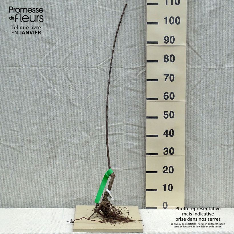 Exemplar von Apfelbaum Reinette grise du canada Bio - Malus domestica Wurzelnackt, Heister wie im Winter geliefert
