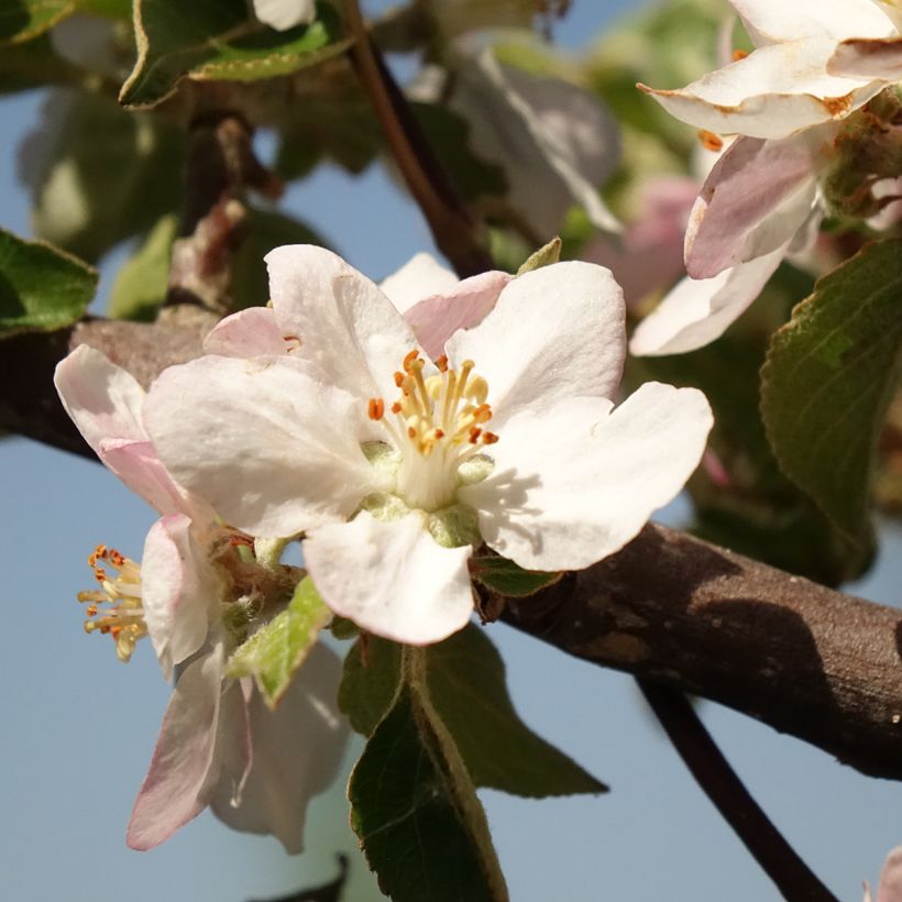 Apfelbaum Reinette grise du canada - Malus domestica (Blüte)