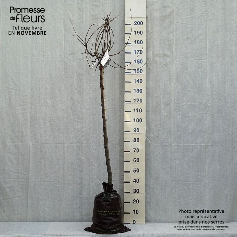 Exemplar von Apfelbaum Royale Delbard delfloga - Malus domestica Ballenware "Fertig-zum-Pflanzen", Halbstamm wie im Herbst geliefert