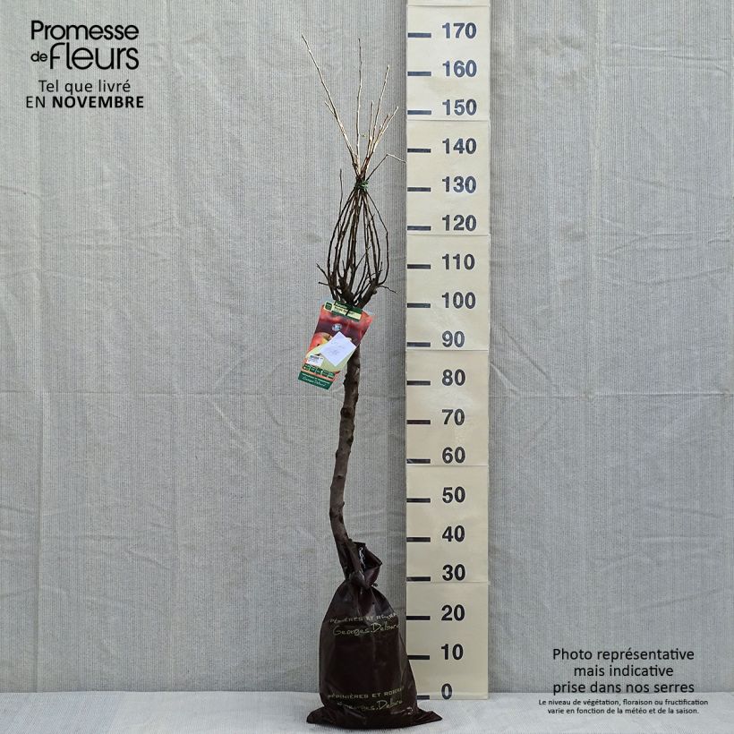 Exemplar von Apfelbaum Royale Delbard delfloga - Malus domestica Ballenware "Fertig-zum-Pflanzen", Gobelet-Form wie im Herbst geliefert