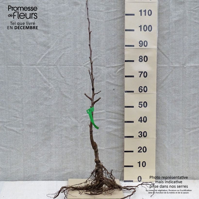 Exemplar von Weißer Klarapfel Transparente Blanche Bio - Malus domestica Wurzelnackt, Heister wie im Winter geliefert