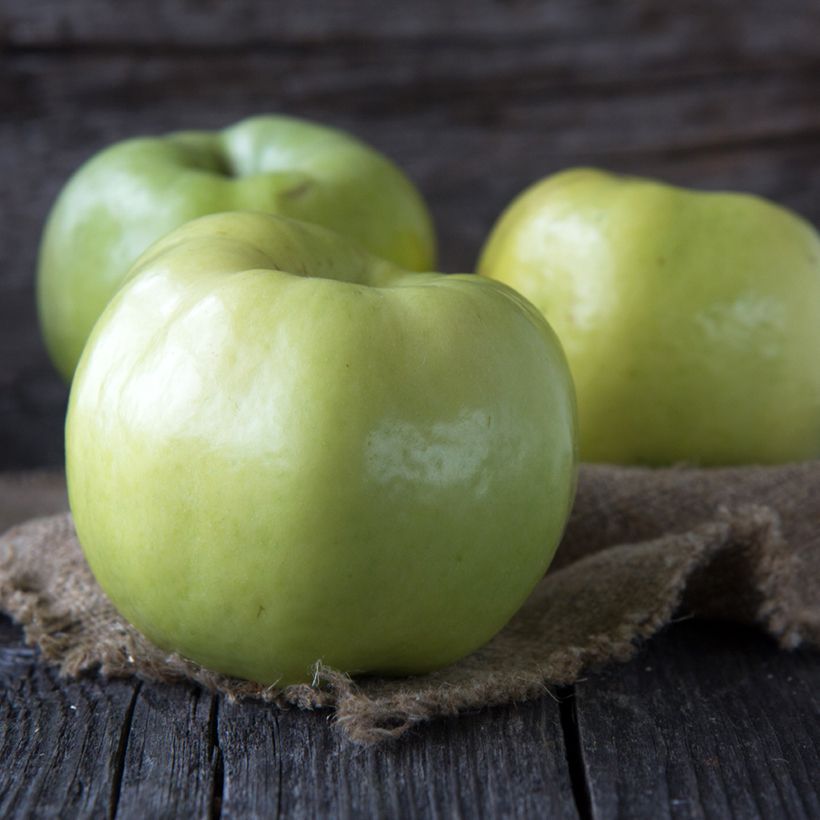 Weißer Klarapfel Transparente Blanche Bio - Malus domestica (Ernte)
