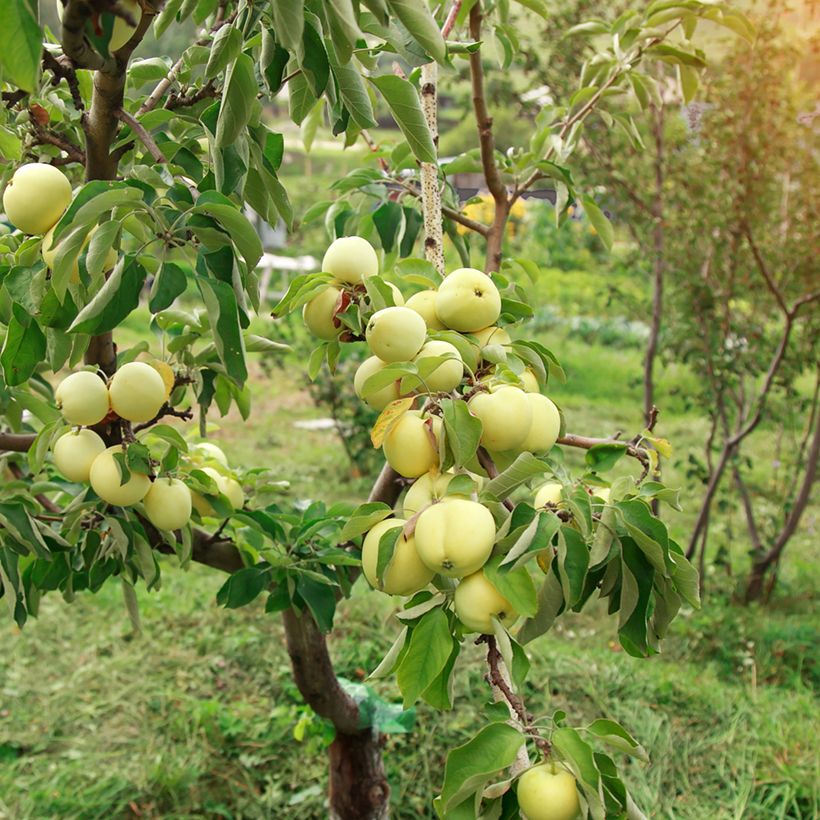 Weißer Klarapfel Transparente Blanche Bio - Malus domestica (Wuchs)