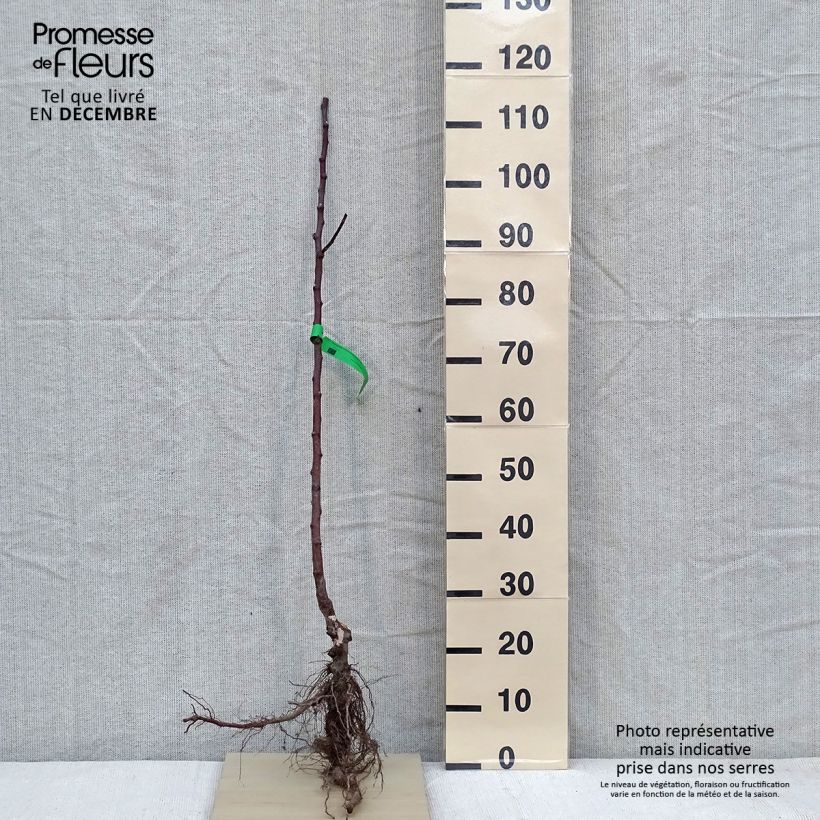 Exemplar von Klarapfelbaum Transparente de Croncels Bio - Malus domestica Wurzelnackt, Heister wie im Winter geliefert
