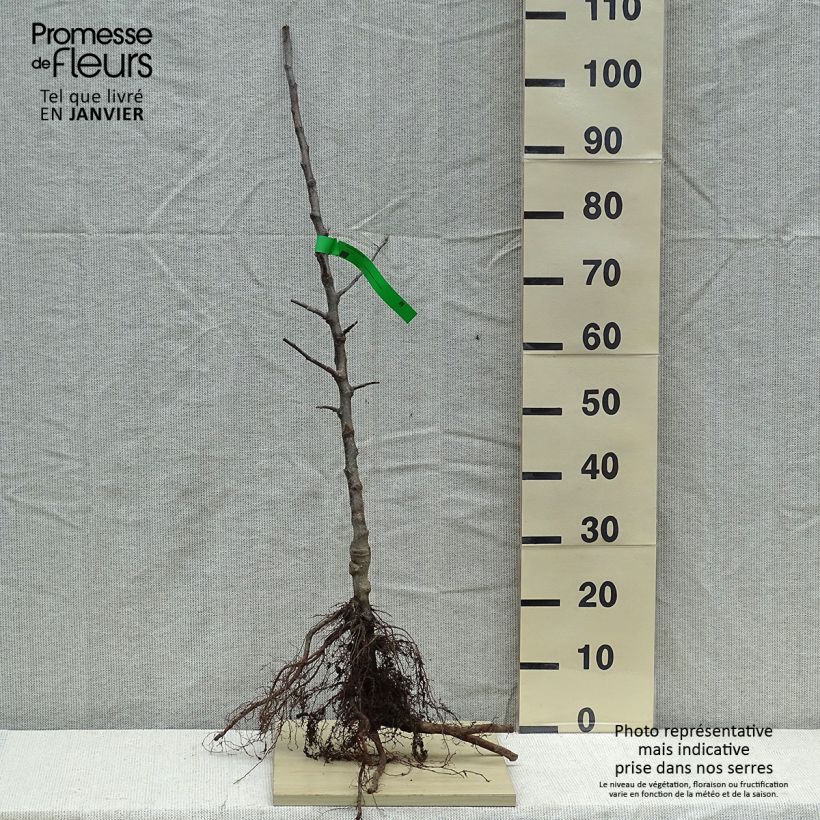 Exemplar von Apfelbaum Winston Bio - Malus domestica Wurzelnackt, Heister wie im Winter geliefert