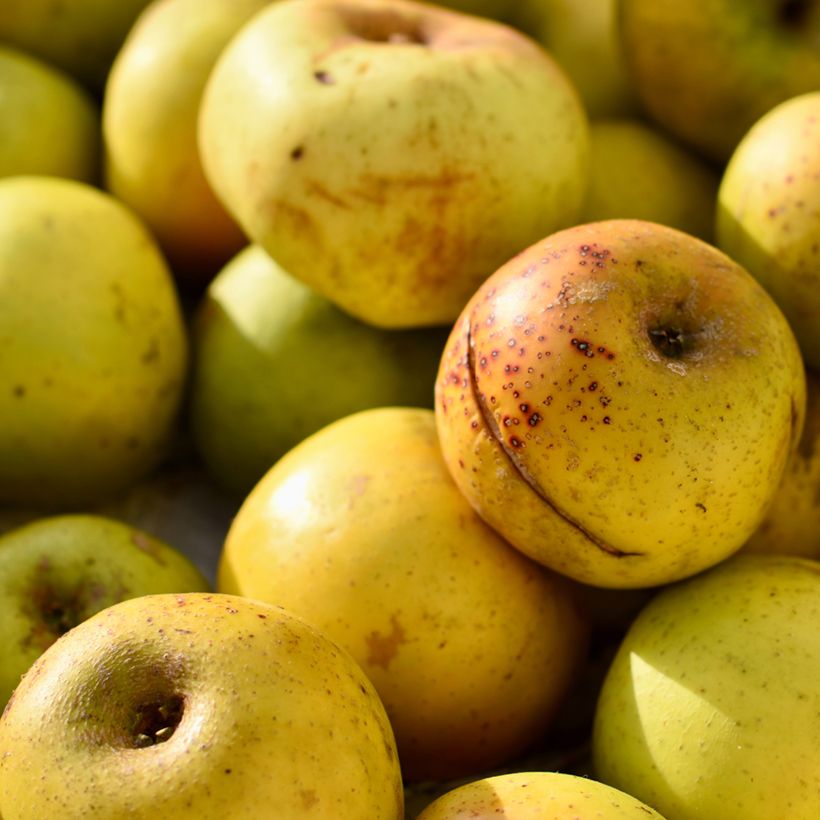 Apfelbaum Douce Coët Ligné - Malus domestica (Ernte)