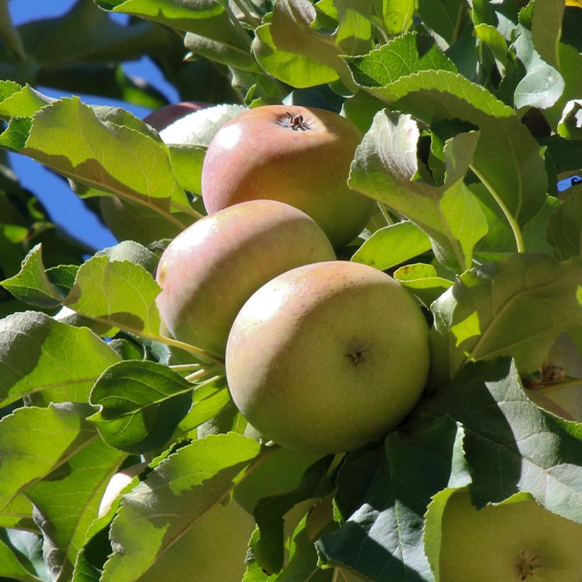 Apfelbaum Locard vert - Malus domestica (Ernte)