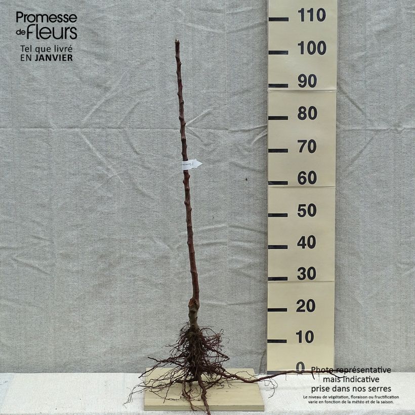 Exemplar von Apfelbaum Marie Ménard - Malus domestica Wurzelnackt, Heister wie im Winter geliefert