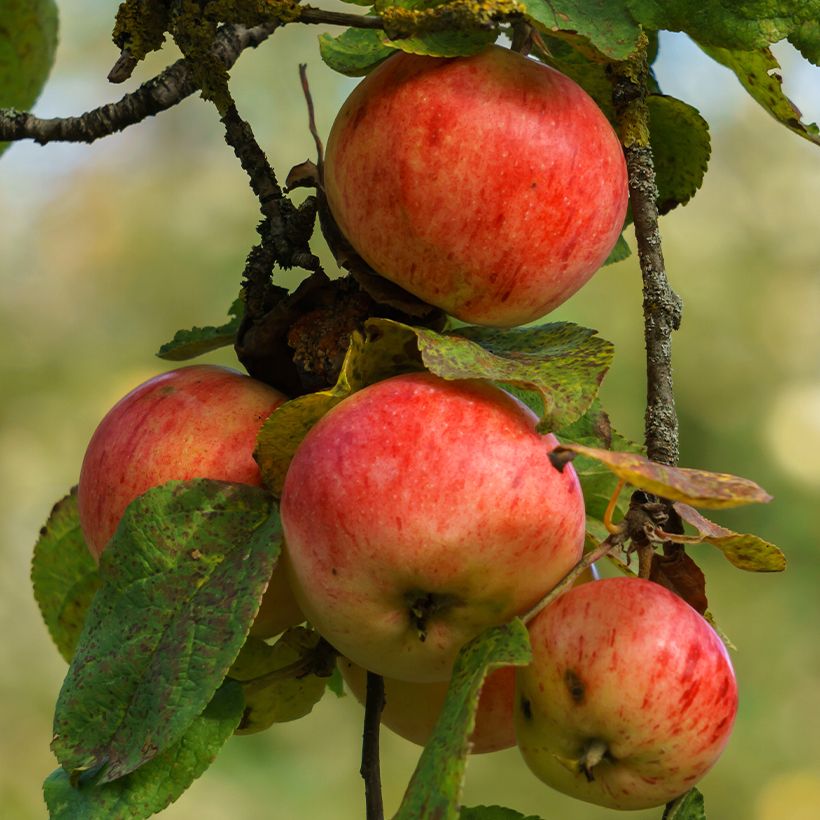Apfelbaum Marie Ménard - Malus domestica (Ernte)