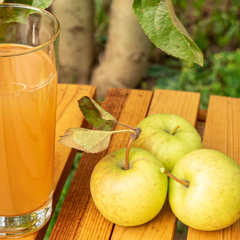 Apfelbaum Petit Jaune - Malus domestica (Ernte)