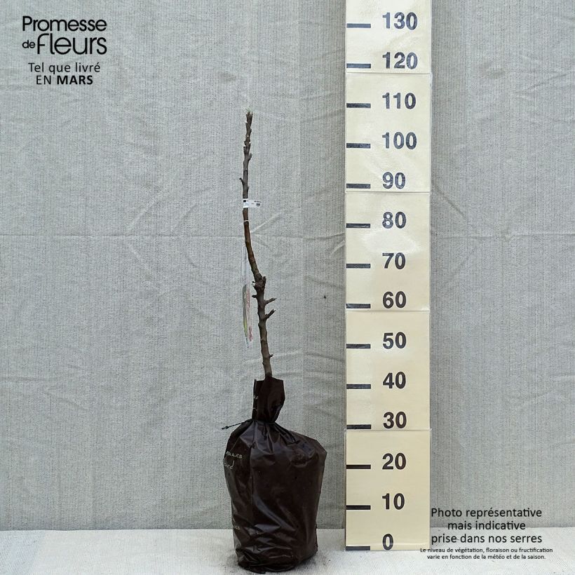 Example of Säulenapfel Amboise Delcogra - Malus domestica Plug "Fertig-zum-Pflanzen", Säulenförmig as you get in printemps