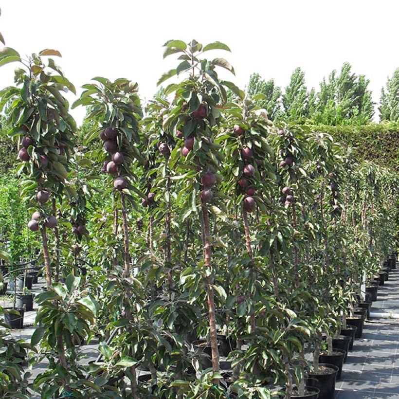 Apfelbaum Pomfital - Malus domestica (Wuchs)