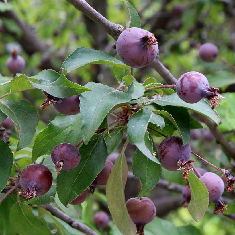 Purpur-Apfel Aldenhamensis - Malus purpureus (Ernte)