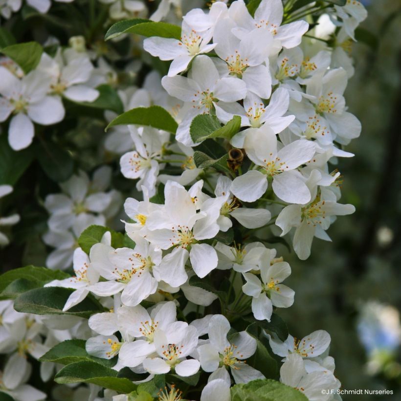 Pommier d'ornement - Malus Ivory Spear (Blüte)