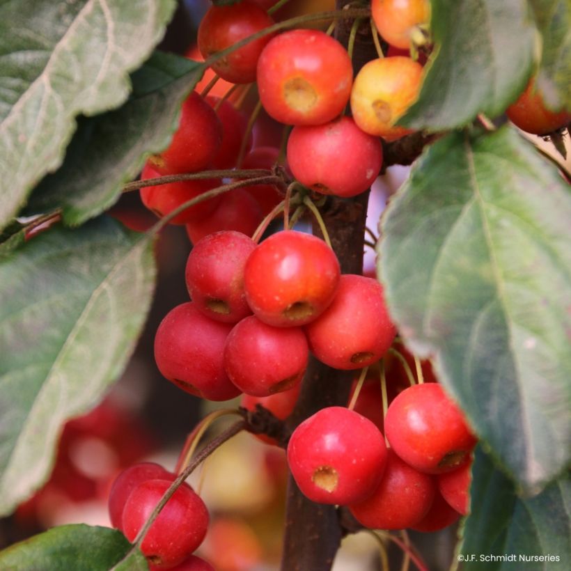 Pommier d'ornement - Malus Ivory Spear (Ernte)